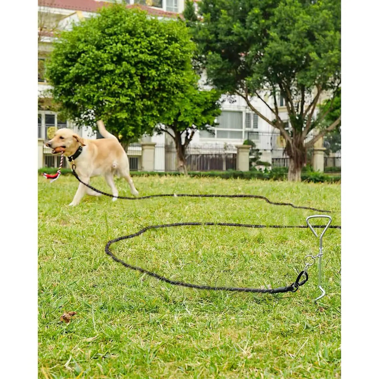 Long Training Dog Leash